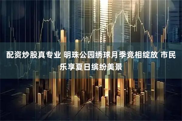 配资炒股真专业 明珠公园绣球月季竞相绽放 市民乐享夏日缤纷美景